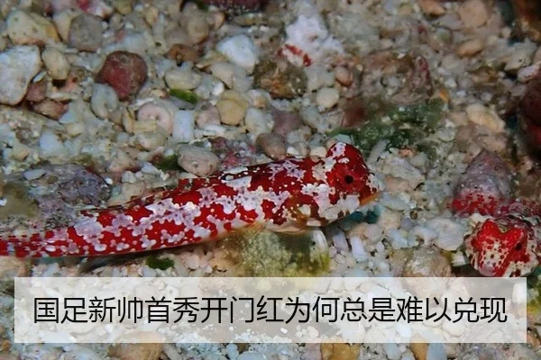 国足新帅首秀开门红为何总是难以兑现